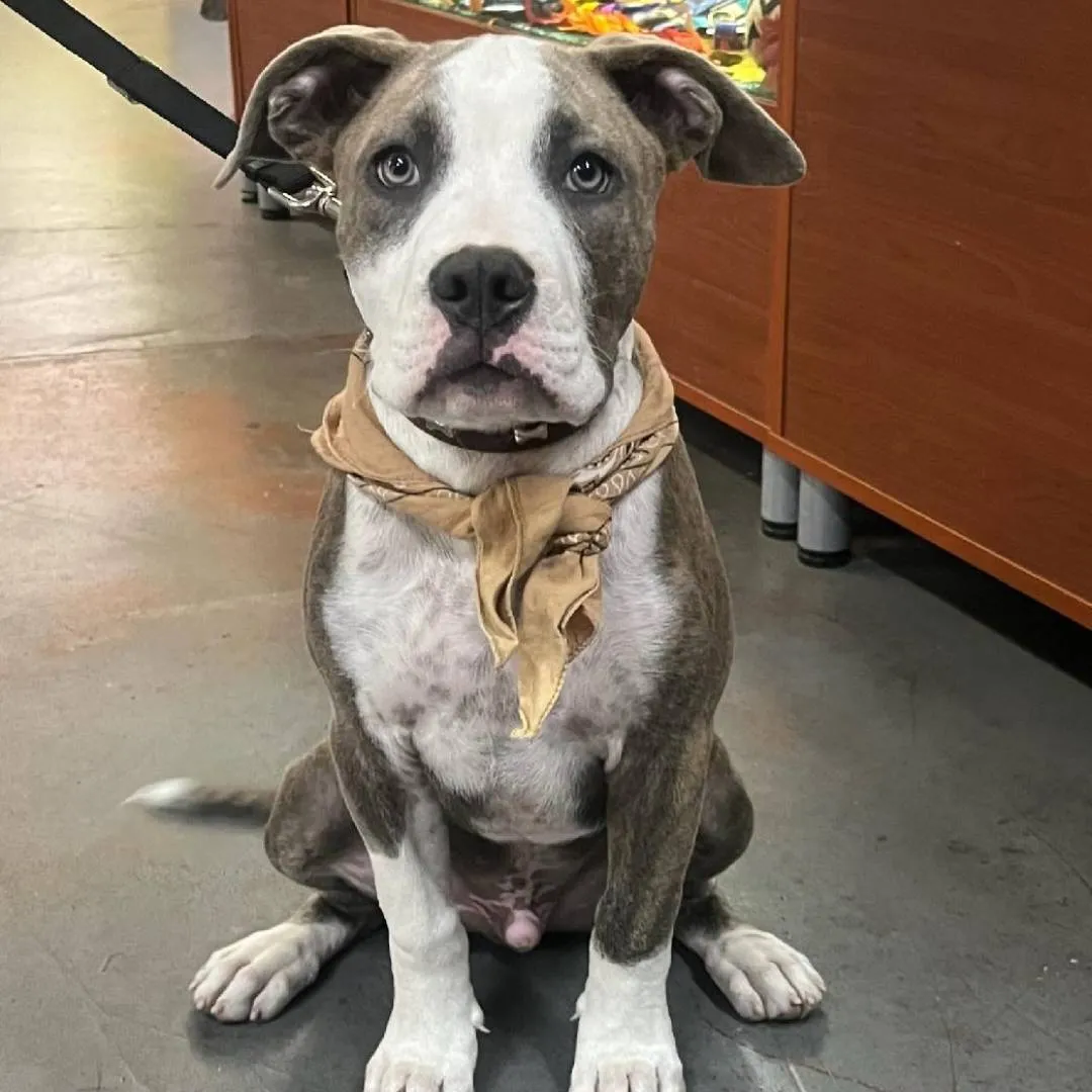 Cute dog following instructions