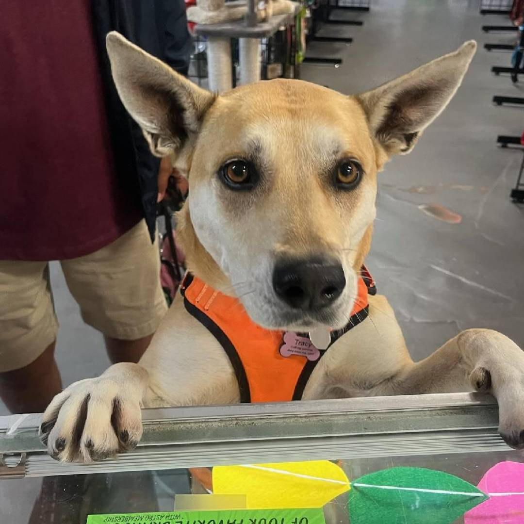 Pet Barn Photos (Original)