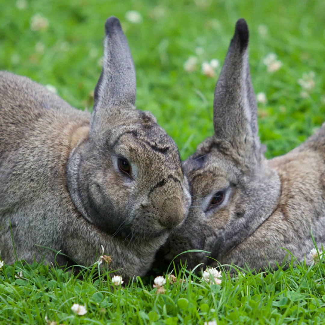 Rabbits in the ground